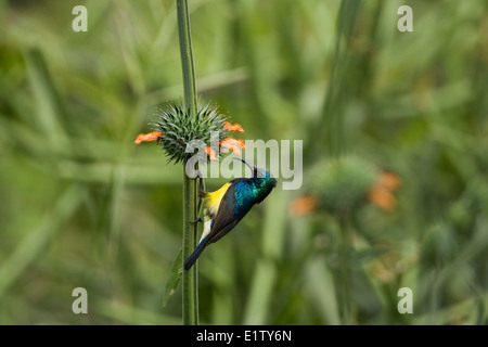 Variable Sunbird (oder Südgrenze Sunbird) (Cinnyris Venustus) fotografiert in Tansania, Lake Manyara National Park Stockfoto