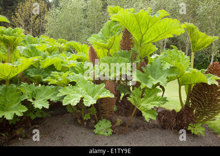 Gunnera, die aussieht wie Riesen Rhabarber in den Gärten am Clayoquot Insel bewahren auch bekannt als Stubbs Island in wächst die Stockfoto