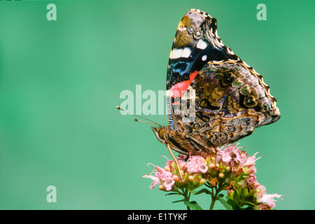 Butterfly Red Admiral (Vanessa Atalanta), ventrale Ansicht Stockfoto
