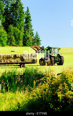 Ein Traktor lädt Heuballen auf einen Anhänger in Cobble Hill, BC. Stockfoto