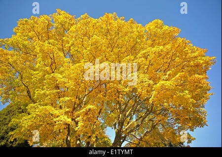 Rebe-Ahorn, Acer Circinatum, im Herbst, Stanley Park, Vancouver, Britisch-Kolumbien, Kanada Stockfoto