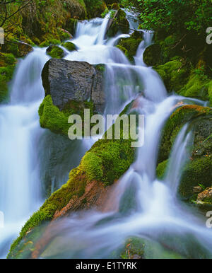 Wasserfall fließt durch einen Regenwald auf Vancouver Island, British Columbia, Kanada Stockfoto