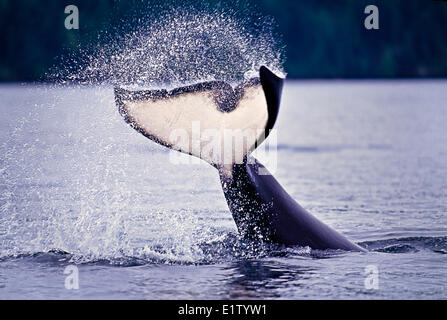 Orca-Wal winkt mit seiner Rute Fluke, Orcinus Orca, Britisch-Kolumbien, Kanada Stockfoto