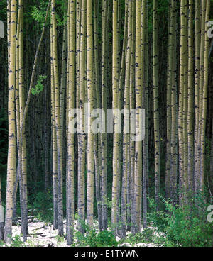 Espe Populus Tremuloides stehen mit einer frühen Schneefall, borealen Wald; Fort Nelson, Norden von British Columbia Highway #97 Stockfoto