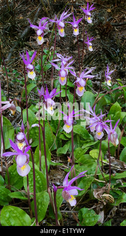 Einheimische Orchideen Fee Pantoffel Calypso Bulbosa in Douglasie Pseudotsuga Menziesii Wald, Williams Lake, Cariboo, BC Stockfoto