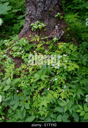 Wald-Boden Eiche Farn Gymnocarpium Dryopteris Bunchberry Cornus Canadensis Twistedstalk Streptopus sp.in western redcedar Stockfoto