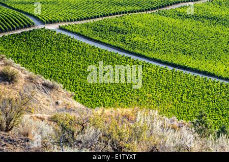 Weinberge, Osoyoos, Okanagan Valley, British Columbia, Kanada. Stockfoto