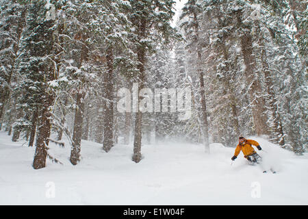 Ein männlicher Backcountry Skifahrer genießen ruhige Tiefe dreht sich im Wald. Eisfall Lodge, Golden, BC Stockfoto