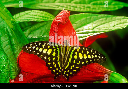 Tailed Jay (Graphium Agamemnon Agamemnon) butterfly, Männlich, dorsale Ansicht, Malaysia Stockfoto