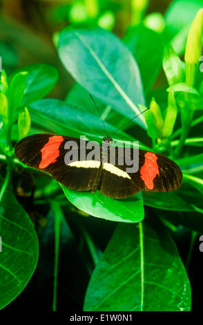 Melpomene Longwing Schmetterling (Heliconius Melpomene Rosina), dorsal anzeigen, & Panama Costa Rica Stockfoto