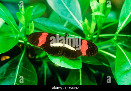 Melpomene Longwing Schmetterling (Heliconius Melpomene Rosina), dorsal anzeigen, & Panama Costa Rica Stockfoto