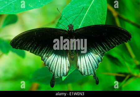 Großer Mormone Schmetterling (Papilio Memnon), Dorsalansicht, Südasien Stockfoto