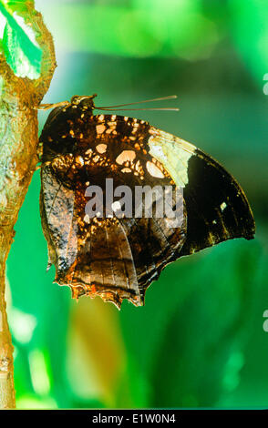 Marmorierte Leafwing Schmetterling oder Silber besetzte Leafwing Schmetterling, (Hypna Clytemnestra) männlich, ventrale Ansicht, Mexiko, Argentinien. Stockfoto