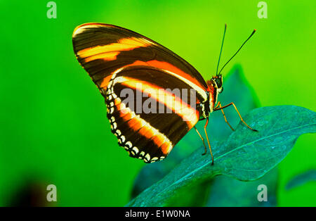 Banded Orange Heliconian gebändert Orange oder Orange Tiger Schmetterling (Dryadula Phaetusa) Schmetterling ventralen Ansicht Brasilien nach Zentral- Stockfoto