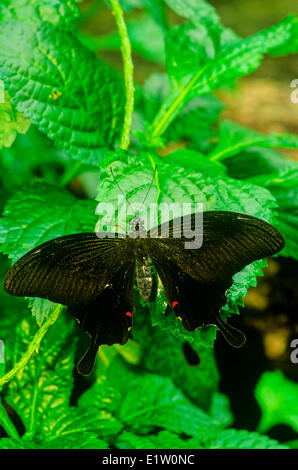 Helen rot Schmetterling (Papilio Helenus), Dorsalansicht, Süd-Indien und Teilen von Südostasien. Stockfoto