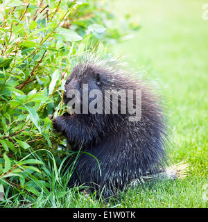 Stachelschwein (Erethizon Dorsatum) Essen verlässt, Banff Nationalpark, Alberta, Kanada Stockfoto