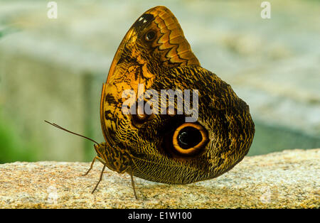 Eule Schmetterling, (Caligo Brasiliensis Sulanus), ventrale Ansicht, E & SW Mexiko bis Nicaragua Stockfoto