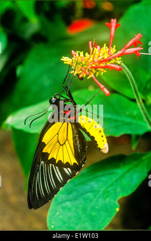 Gemeinsamen Birdwing Schmetterling, (Troides Helena), männliche. Ventrale Ansicht, Australasien / Indomalaya Ecozone (Australien). Stockfoto