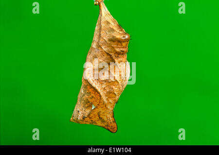 Die Eule Schmetterling-Puppe (Caligo Memnon) Stockfoto