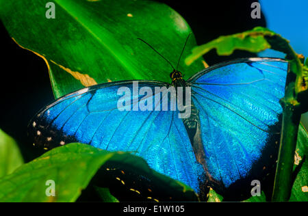 Blue Morpho Schmetterling (Morpho Peleides Limpida) Dorsalansicht Mexiko Mittelamerika nördlichen Südamerika Paraguay-Trinidad. Stockfoto