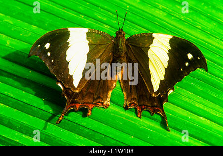 Marmorierte Leafwing oder Silber besetzte Leafwing Schmetterling (Hypna Clytemnestra Klytämnestra) Dorsalansicht Mexiko im Amazonasbecken. Stockfoto