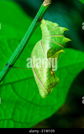 Gemeinsamen Birdwing Schmetterling Puppe, (Troides Helena), Malaysia Stockfoto