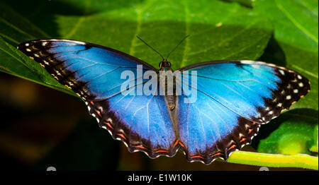 Peleides Blue Morpho Schmetterling gemeinsame Morpho Schmetterling der Kaiser Schmetterling (Morpho Peleides Limpida) Dorsalansicht Costa Rica Stockfoto