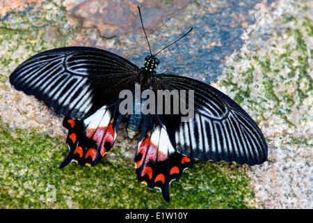 Gemeinsamen Mormone Schmetterling (Papilio Polytes), Weiblich, dorsale Ansicht, Südasien Stockfoto