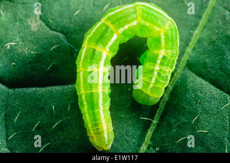 Getrübte Schwefel Schmetterling Larve (Colias Philodice) Stockfoto