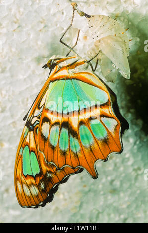 Malachit Schmetterling, (Siproeta Stelenes Biplagiata), aus Puppe Stockfoto