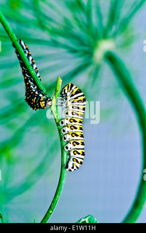 Östlichen schwarzen Schwalbenschwanz Larve (Papilio Polyxenes), fünfter instar, Fütterung, Stockfoto