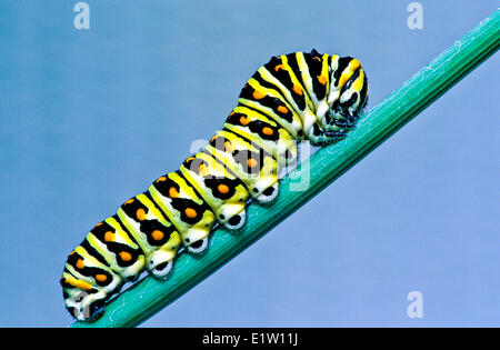 (Papilio Polyxenes) Östlichen schwarzen Schwalbenschwanz-Larve, fünfte Instar. Fütterung auf Anis Stockfoto