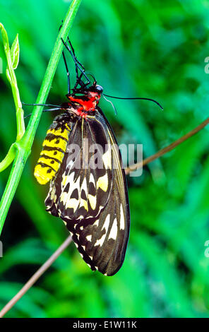 Cairns Birdwing Schmetterling, (Ornithoptera Euphorion), weibliche ventralen Ansicht, nordöstlichen Australien Stockfoto