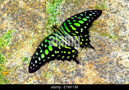 Tailed Jay (Graphium Agamemnon Agamemnon) butterfly, Männlich, dorsale Ansicht, Malaysia Stockfoto