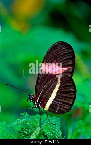 Melpomene Longwing Schmetterling (Heliconius Melpomene Rosina) butterfly, ventrale Ansicht, & Panama Costa Rica Stockfoto