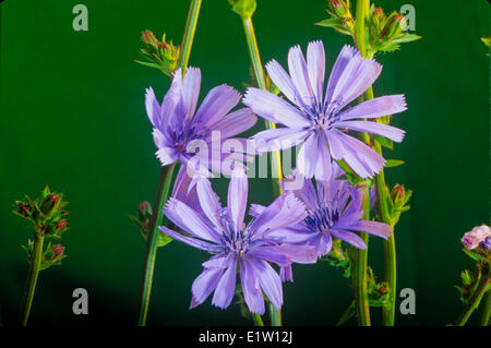 Chicorée, (Cichorium Intybus), Wildblume Stockfoto