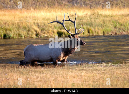 Männlicher Elch, Wapiti, Cervus Canadensis, Madison River, Yellowstone-Nationalpark, Wyoming, USA Stockfoto