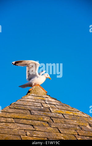 Möwe am Schieferdach in Port Isaac Cornwall England UK Stockfoto