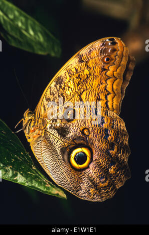 Caligo Brasiliensis Sulanus, Eule Schmetterling, Ordnung: Lepidoptera, Unterordnung: Rhopalocera, Gliederfüßer, Adult, Costa Rica, vertikal Stockfoto