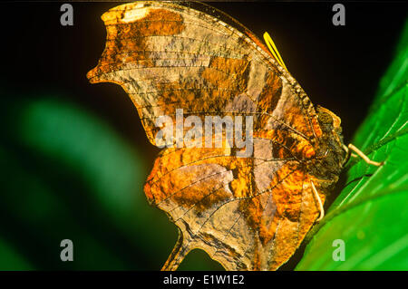 Tiger-gestreiften Leafwing Schmetterling, Schmetterling (Consul Fabius Kekrops), ventrale Ansicht, Mexiko zu den Amazonen Stockfoto