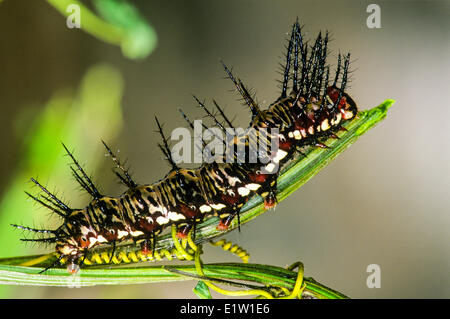 Julia Butterfly Larve (Dryas Iulia) Stockfoto