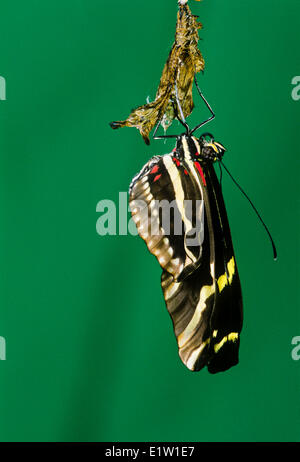 Zebra Longwing Schmetterling, (Heliconius Charitonius) entstehende Puppenstadium, ventrale Ansicht, Costa Rica Stockfoto