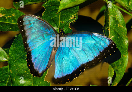 Blue Morpho Butterfly, (Morpho Peleides Limpida), Dorsalansicht, Mittelamerika Stockfoto