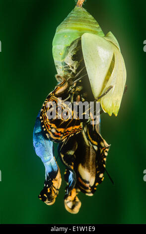 Erwachsenen Blue Morpho Butterfly, (Morpho Peleides Limpida), Puppe Fall entstehenden Stockfoto