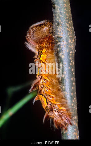 Blauen Morpho Schmetterling Larve (Morpho Peleides Limpida) Stockfoto