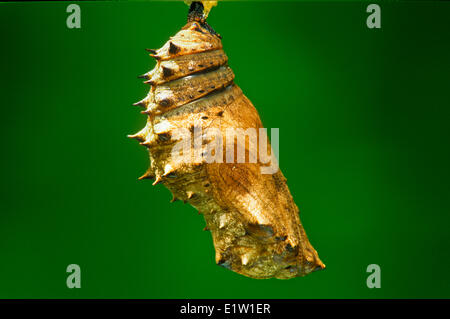 Große Eggfly Schmetterling Puppe (Hypolimnas Bolina), Stockfoto