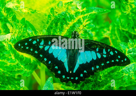 Blue Jay Schmetterling oder gemeinsame blaue Flasche Schmetterling, (Graphium Evemon Eventus), Männlich, dorsale Ansicht, Malaysia, Stockfoto