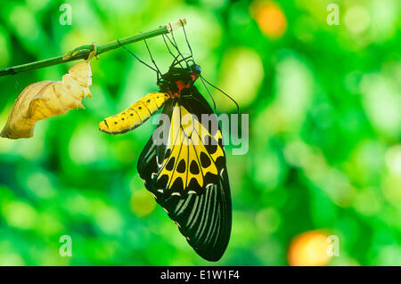 Gemeinsamen Birdwing Schmetterling, die Puppe (Troides Helena) ventrale Ansicht Australasien entstanden / Indomalaya Ecozone (Australien). Stockfoto