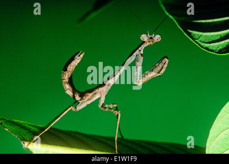 Riesige tote Blattheuschrecke (Deroplatys Horificata), Stockfoto