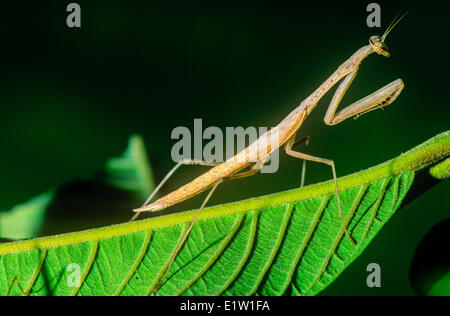 Nicht identifizierte Mantis, malaysia Stockfoto